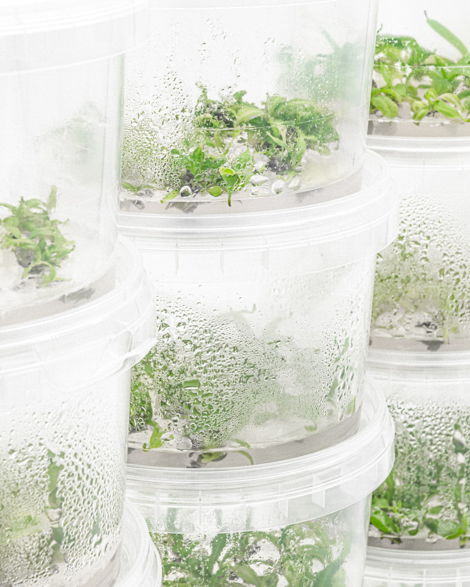 Nepenthes clipeata in tissue culture