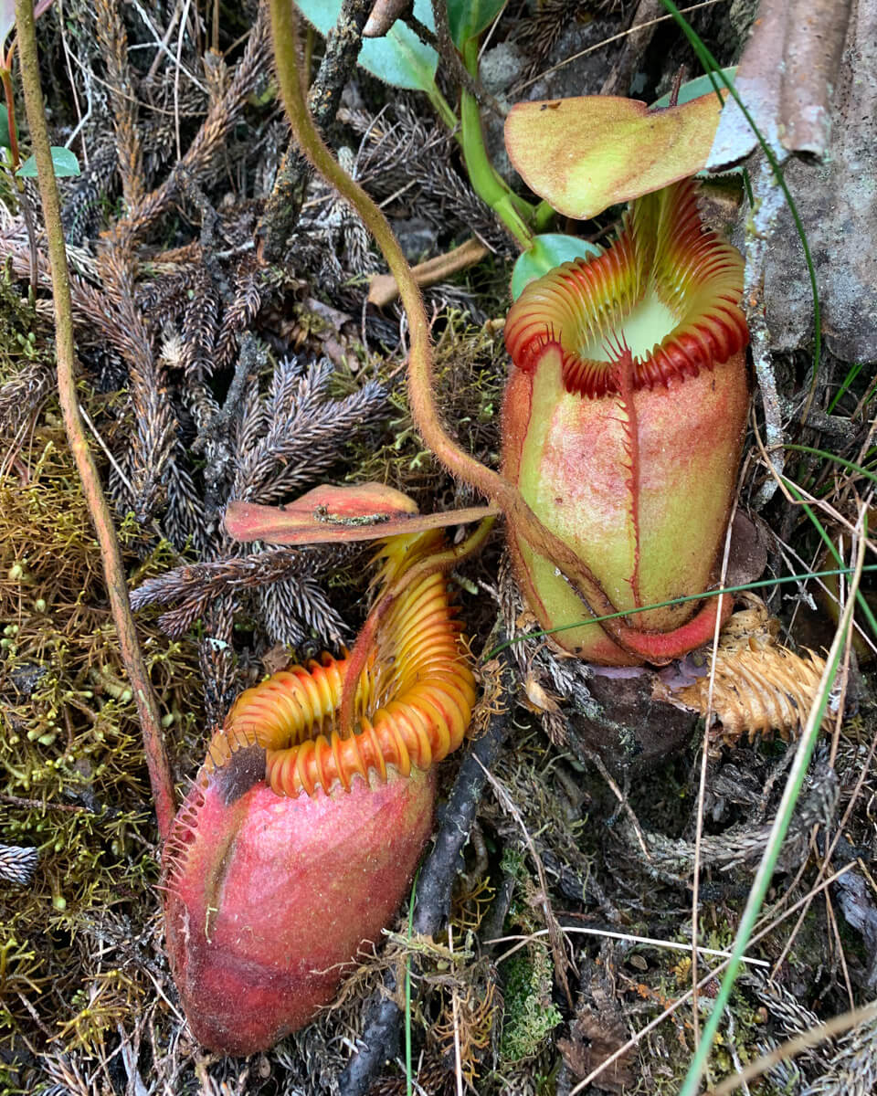 Nepenthes villosa growing on Mount Kinabalu.
