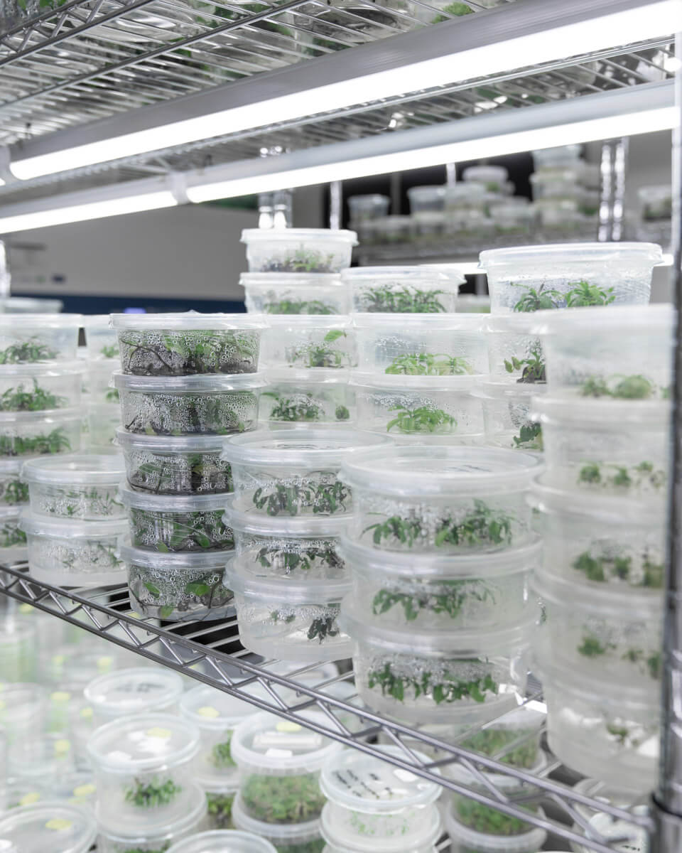 Nepenthes tissue culture in the laboratory.