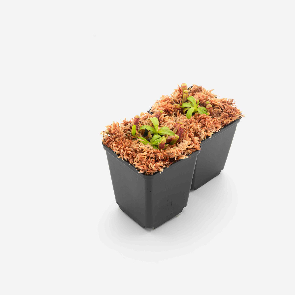 nepenthes-harryana-