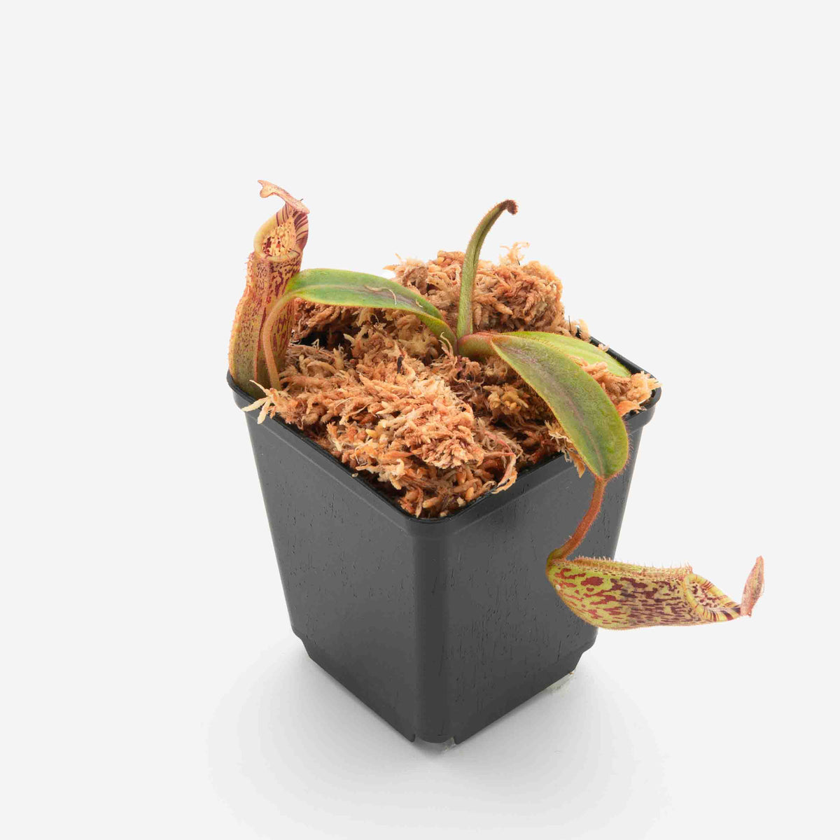 Nepenthes (mollis x veitchii) x (veitchii x burbidgeae) FV-147-IC