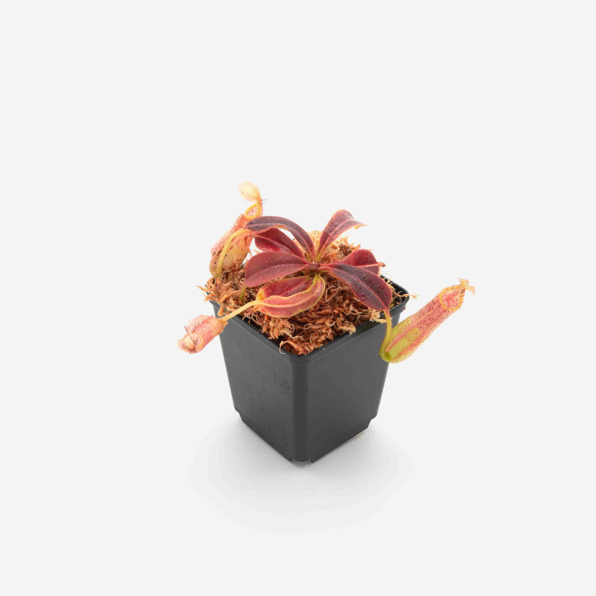 nepenthes-mollis-veitchii-