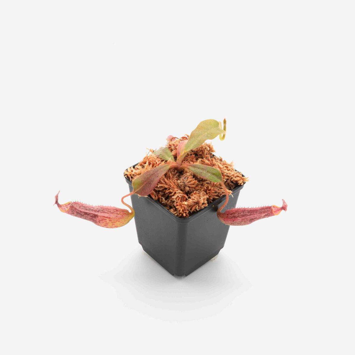 nepenthes-mollis-veitchii-