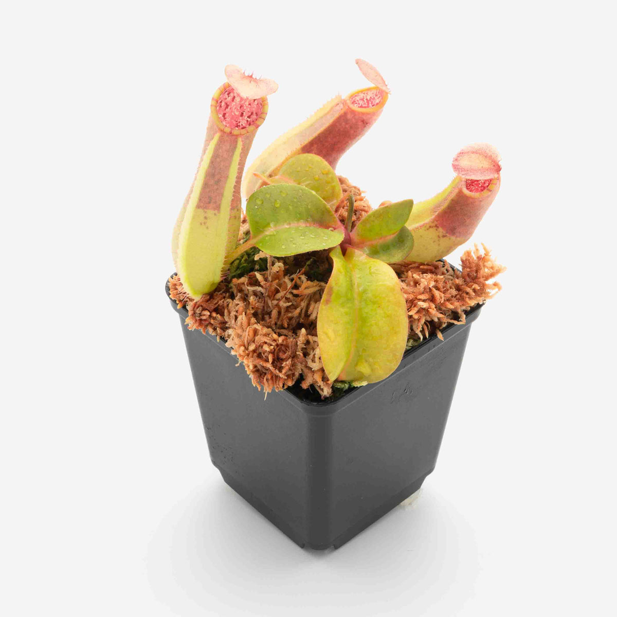 nepenthes-northiana-