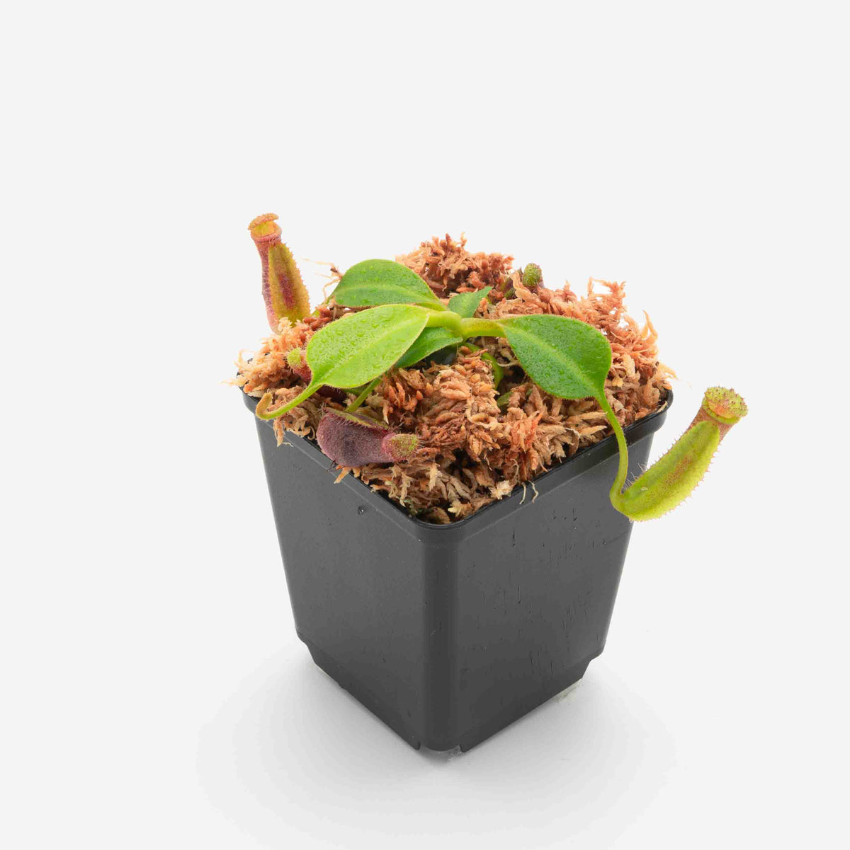 Nepenthes robcantleyi x (lowii x ephippiata) FV-155 – Floravitro