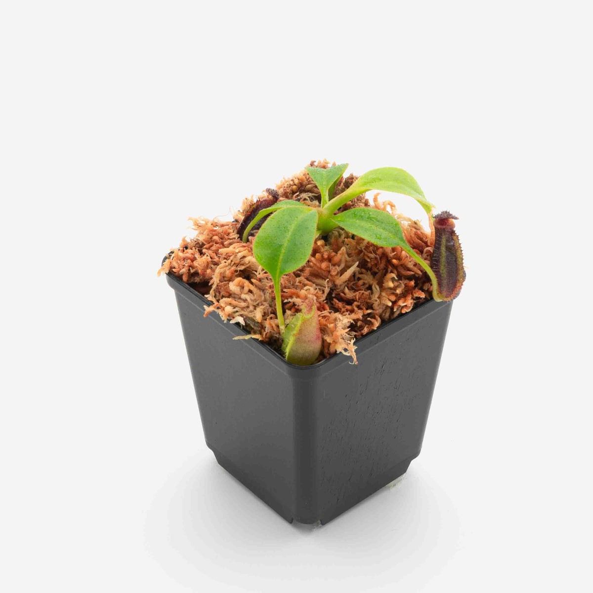 Nepenthes robcantleyi x lowii (Mt. Mulu) FV-064 – Floravitro