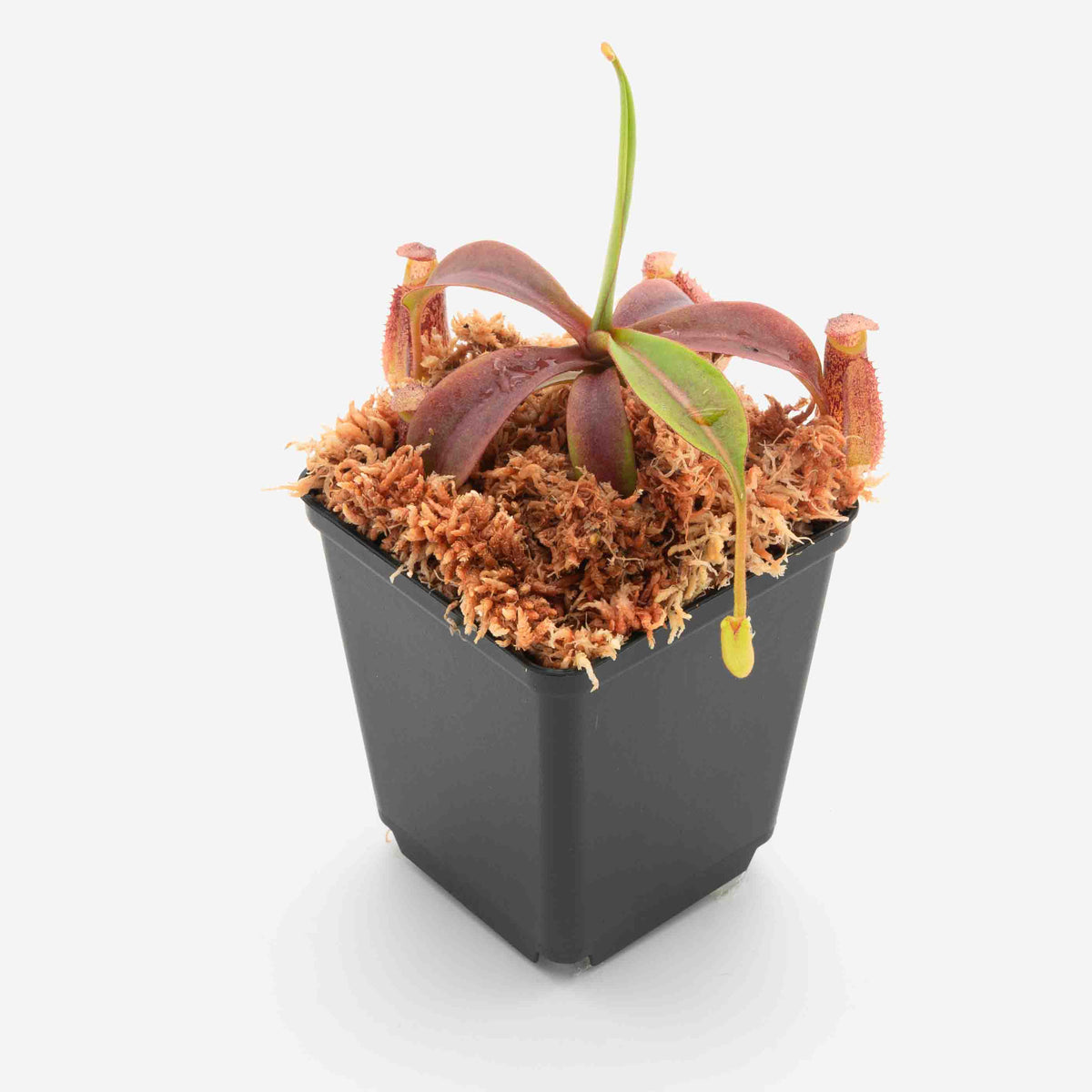 Nepenthes spectabilis x (lowii x zakriana) FV-307-IC – Floravitro Nepenthes spectabilis x (lowii x zakriana) FV-307-IC – Floravitro