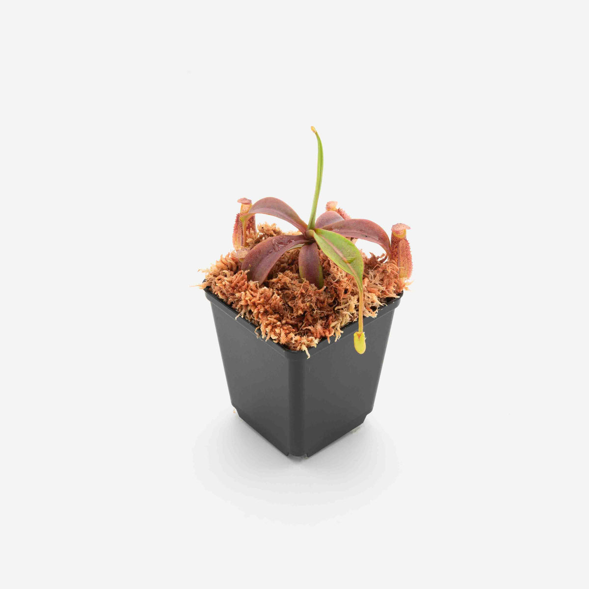 Nepenthes spectabilis x (lowii x zakriana) FV-307-IC – Floravitro