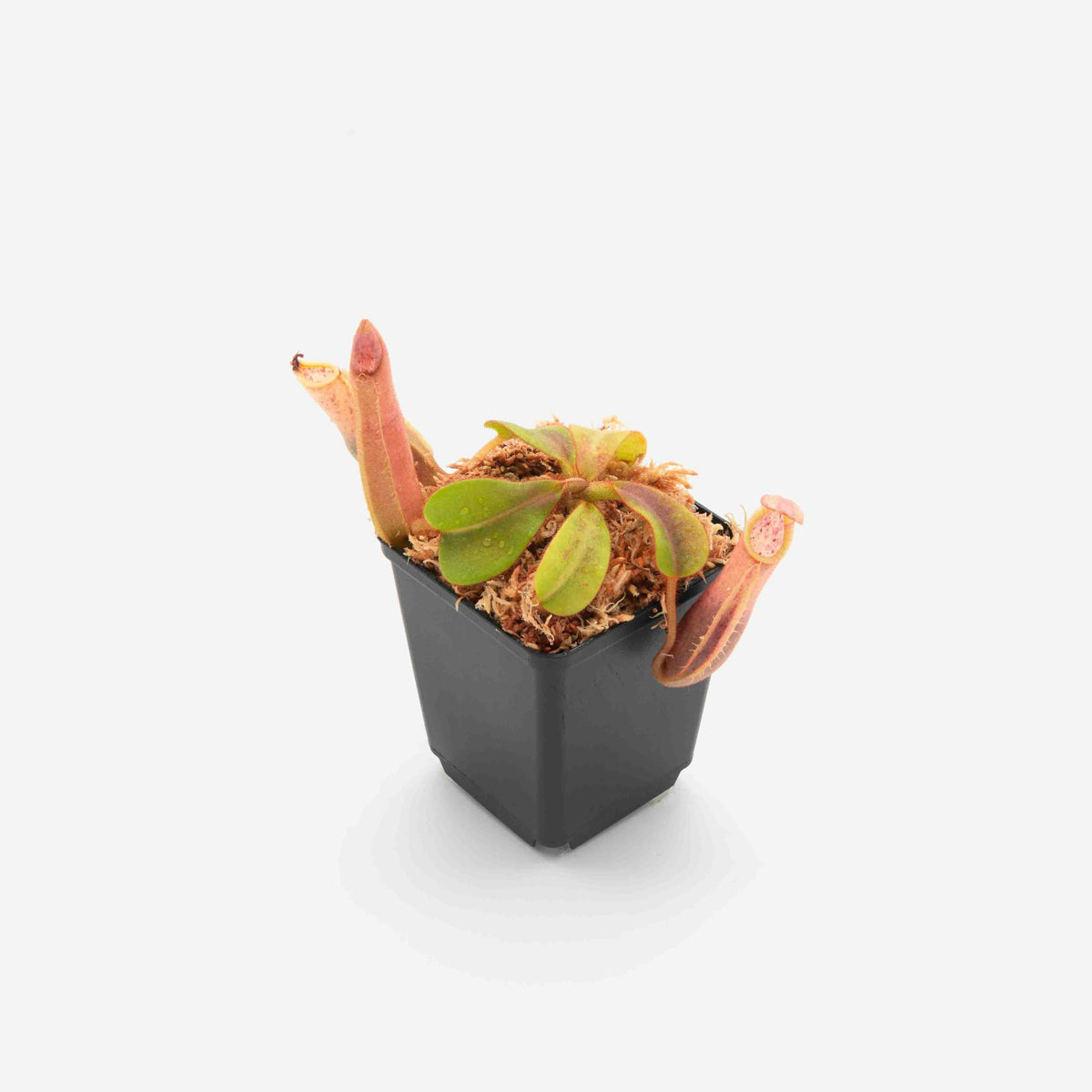 nepenthes-veitchii-bario-green