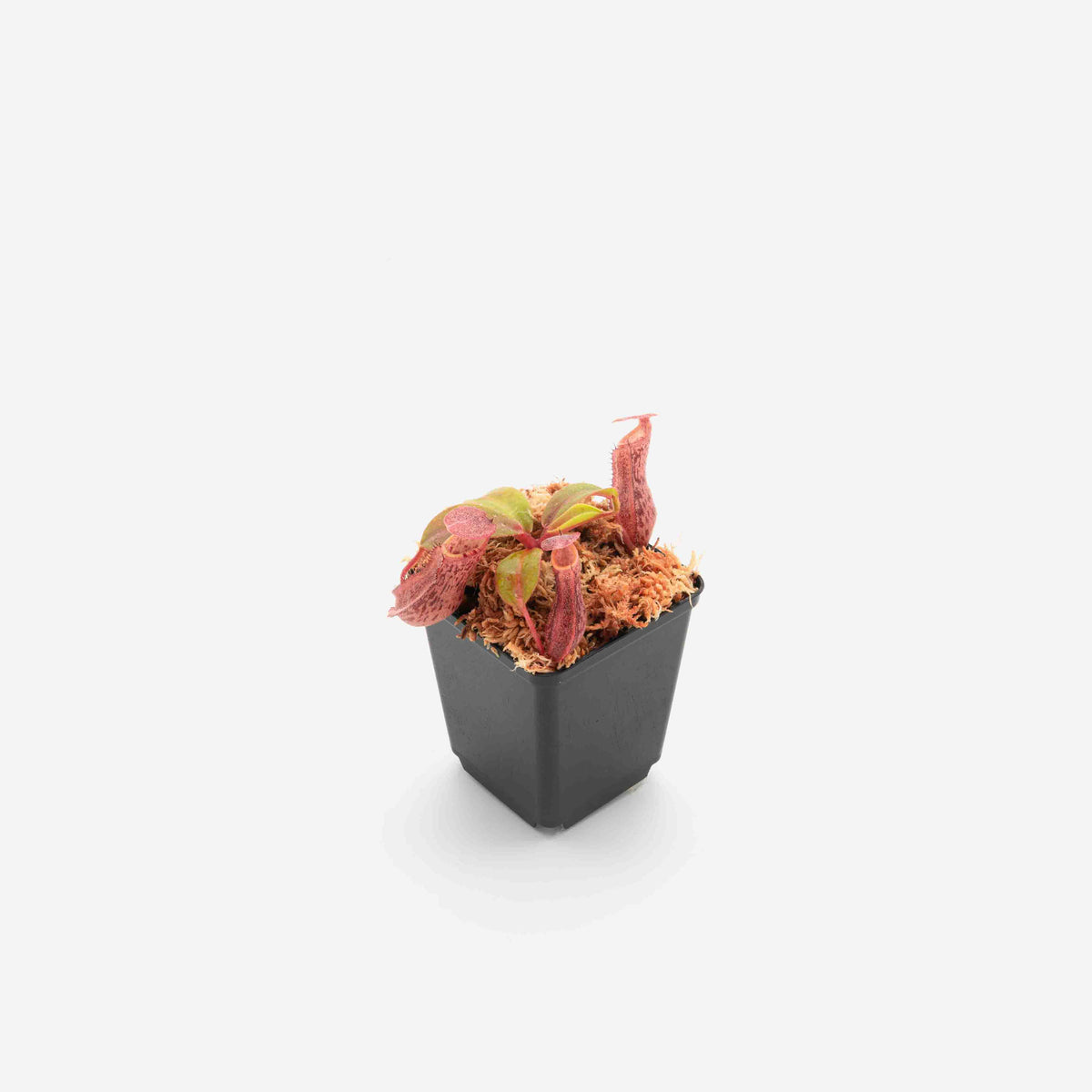 nepenthes-veitchii-boschiana-