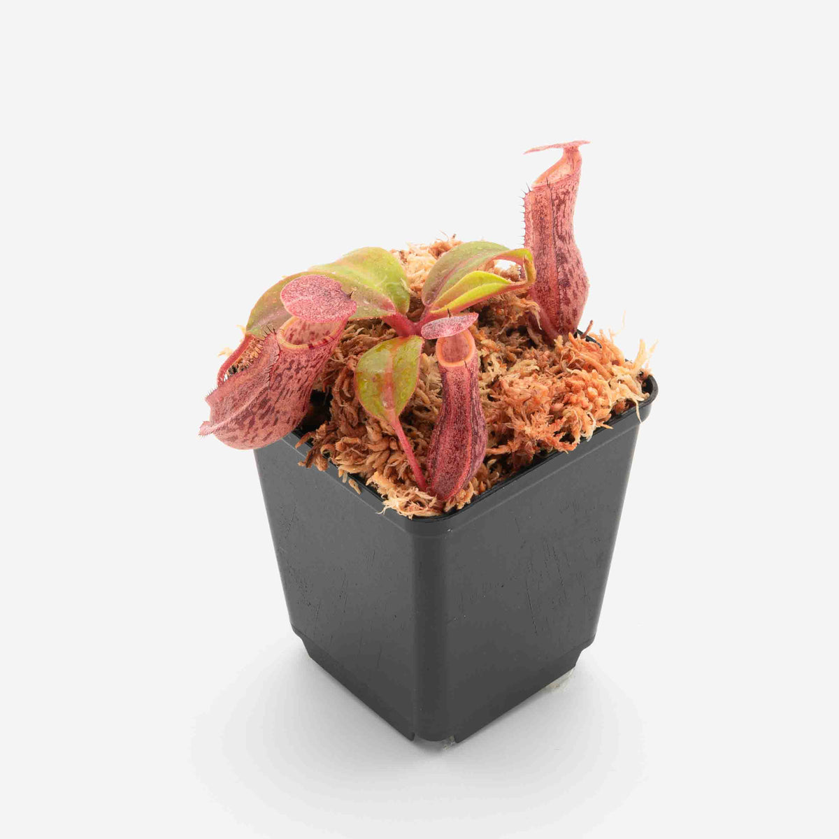 nepenthes-veitchii-boschiana-