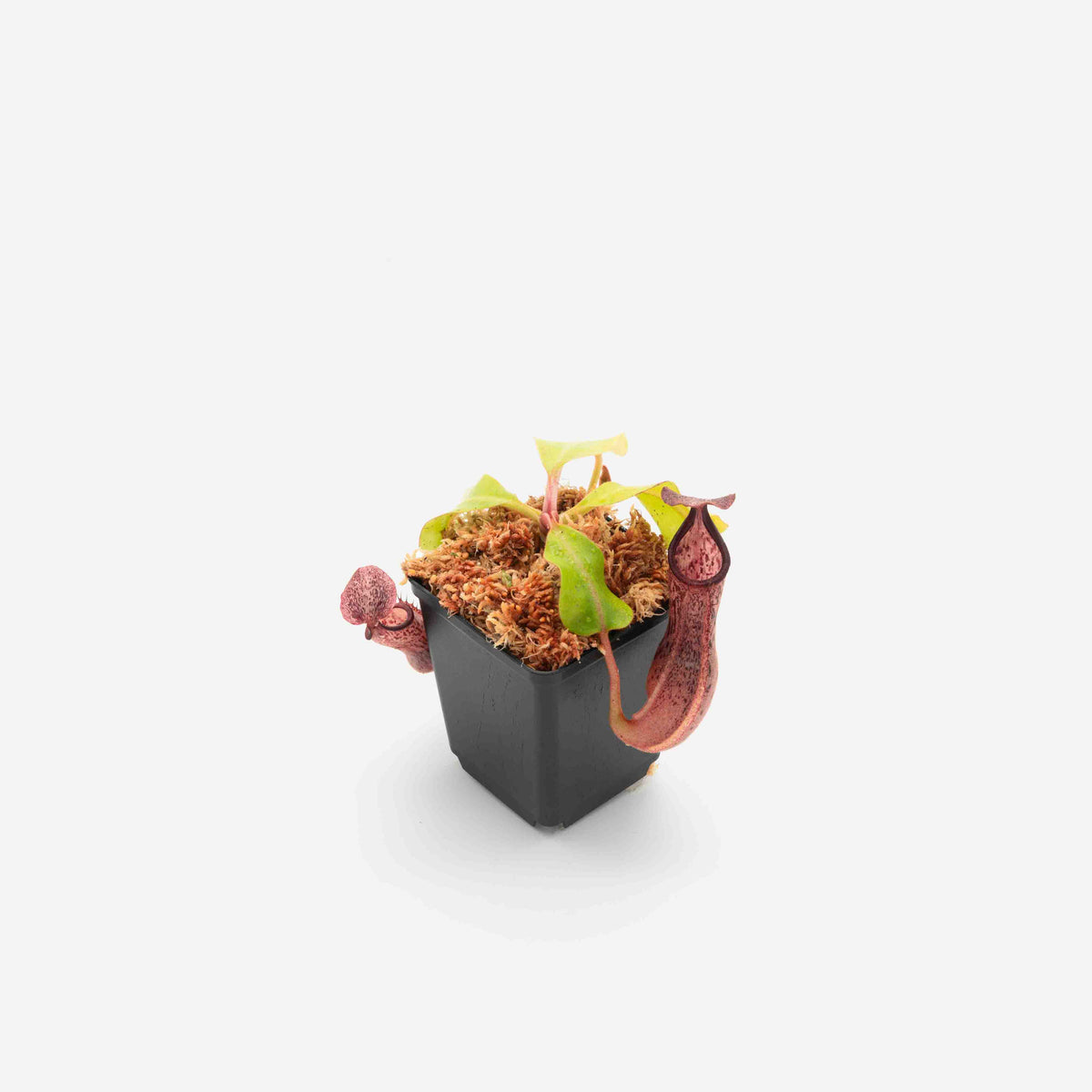 nepenthes-veitchii-boschiana-