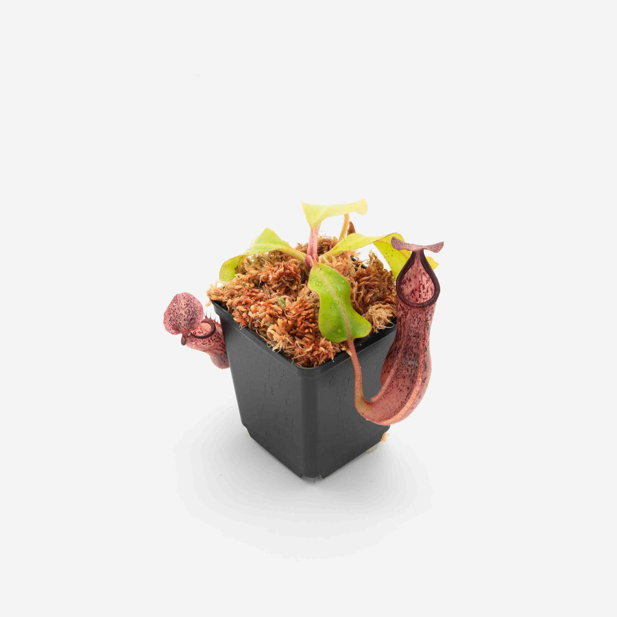 N. veitchii x [(boschiana x (truncata x campanulata)] FV-143-IC