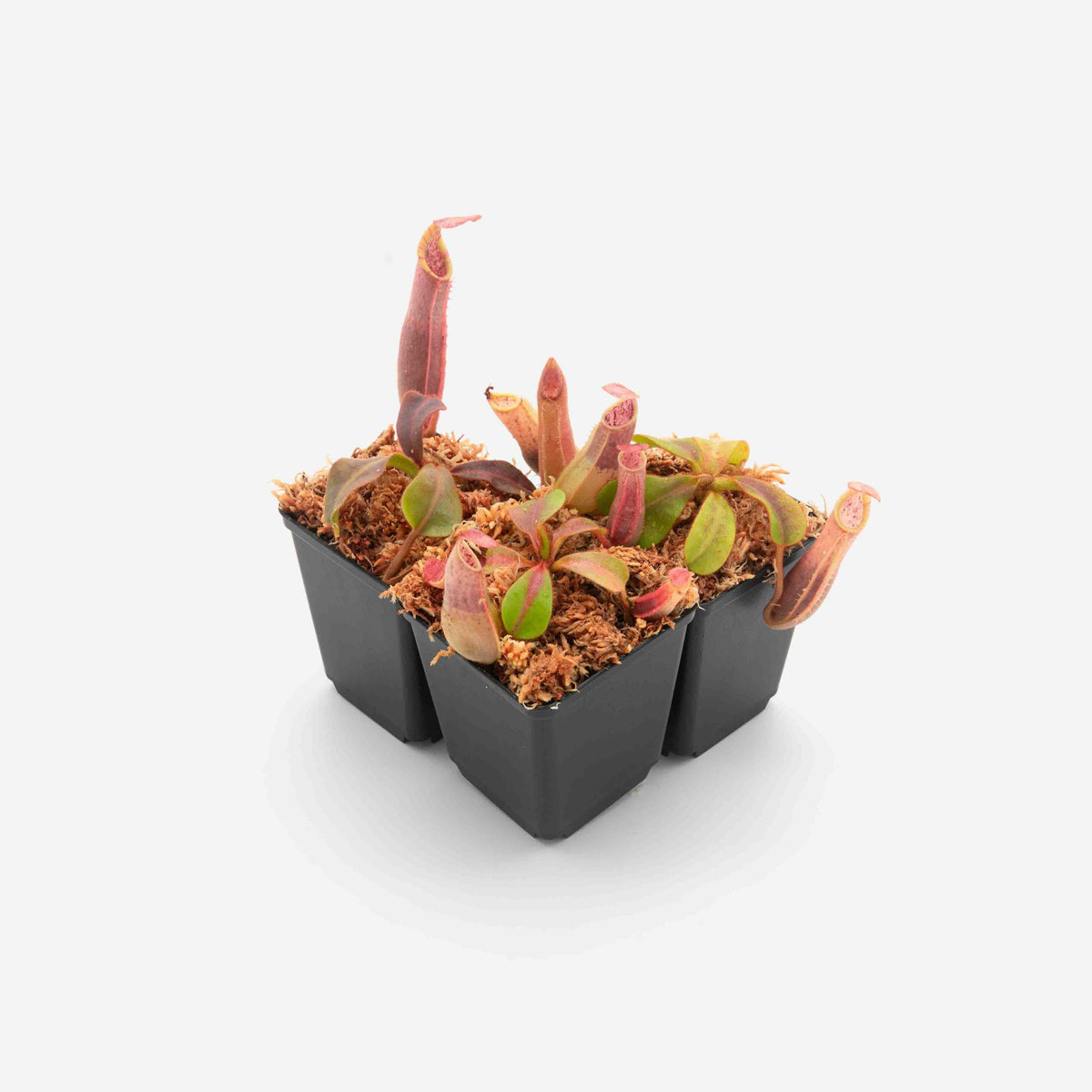 nepenthes-veitchii-