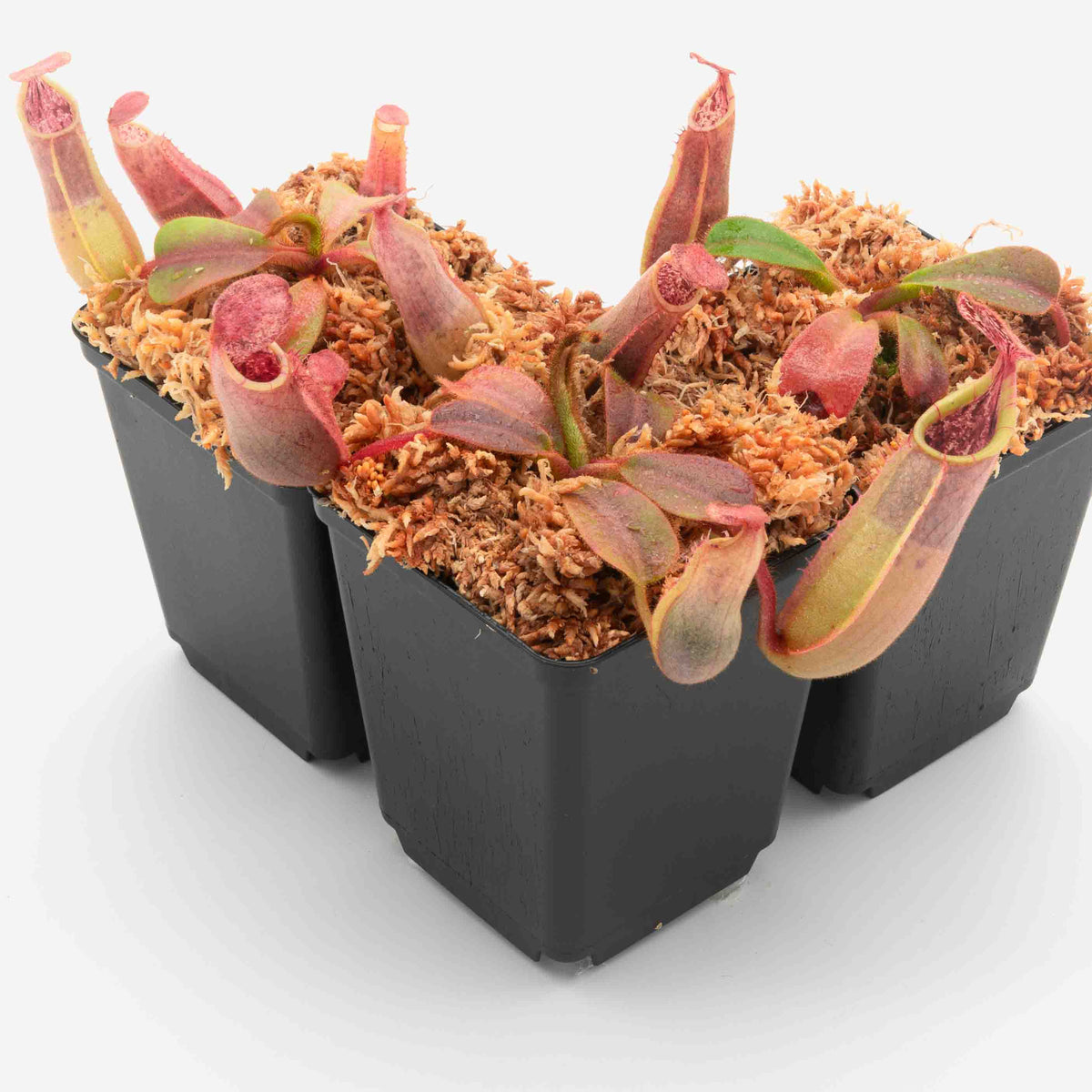 Nepenthes veitchii F2 FV-170-IC Collection – Floravitro