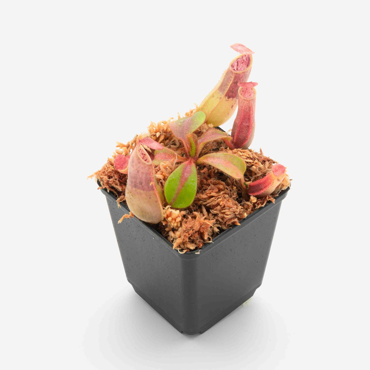 Nepenthes veitchii F2 (Mt. Murud 