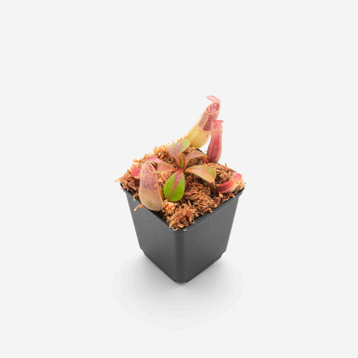 nepenthes-veitchii-f2_e0061f8f