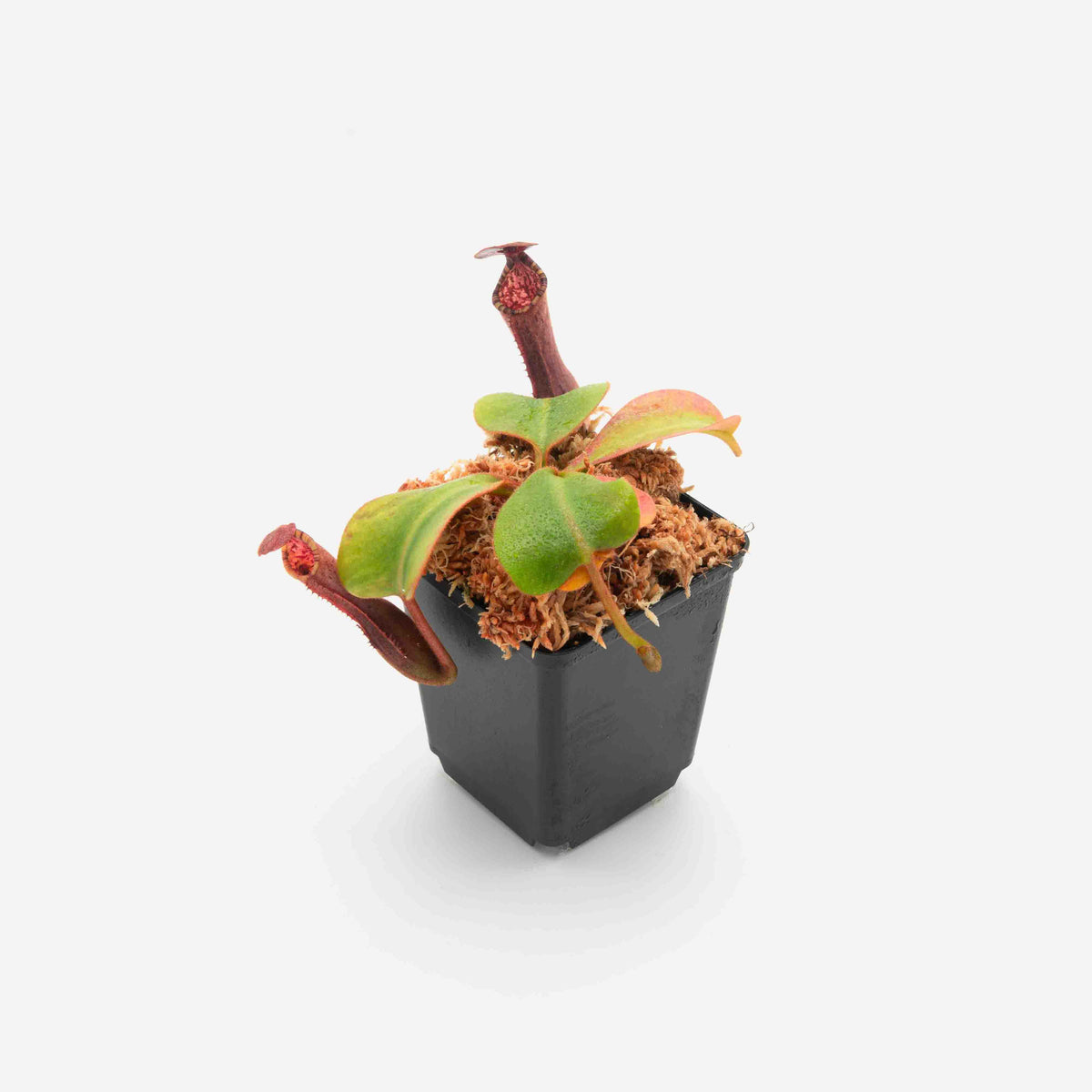 nepenthes-veitchii-lowii-