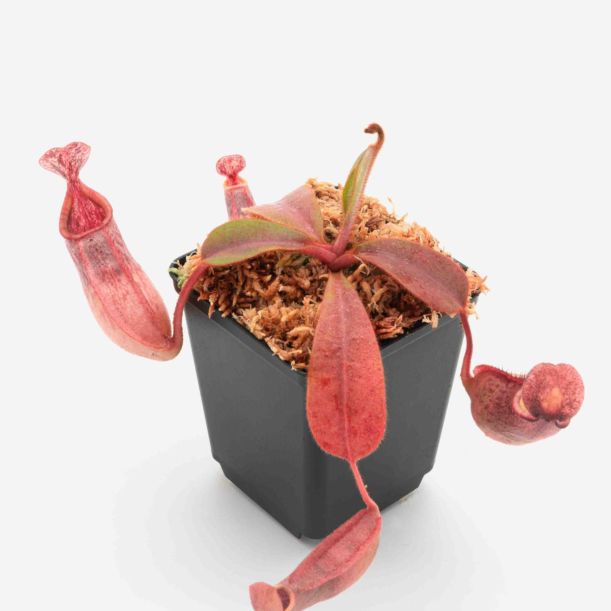 nepenthes-veitchii-