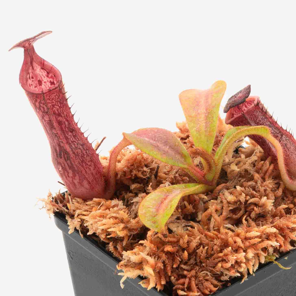 Nepenthes veitchii (Mt. Murud 