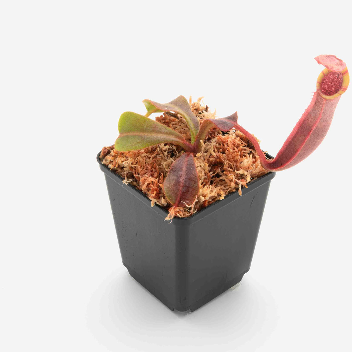 Nepenthes veitchii (Mt. Murud 