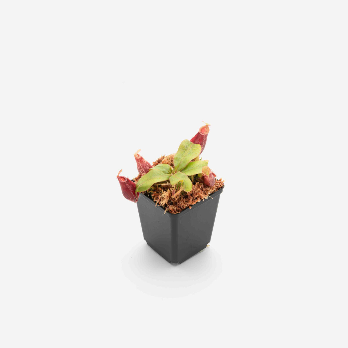 NEPETHICA ネペンテス SEALED BOTTLE PLANTS Nepenthes (