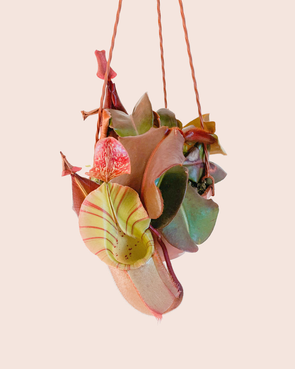 Nepenthes veitchii