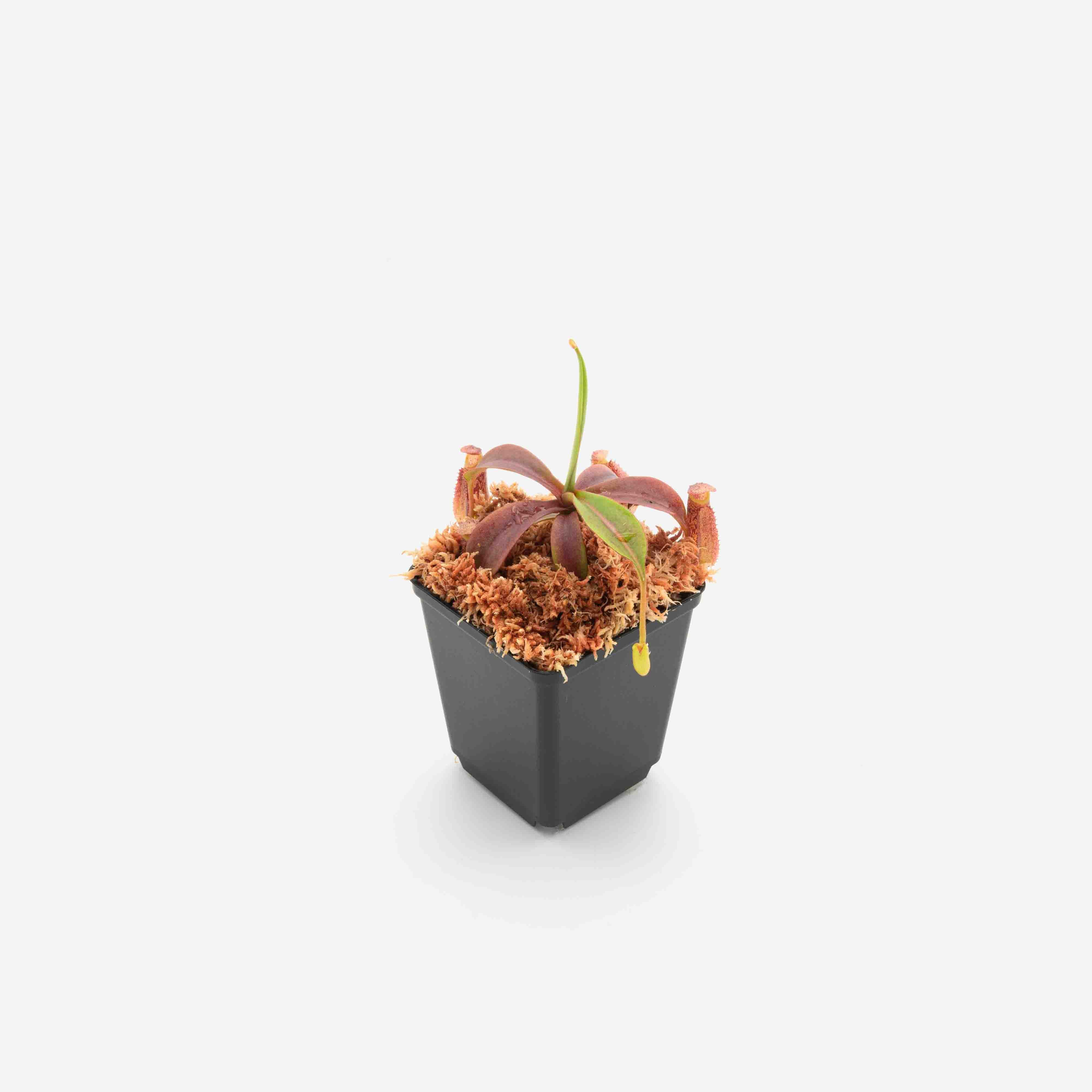 nepenthes-spectabilis-lowii-