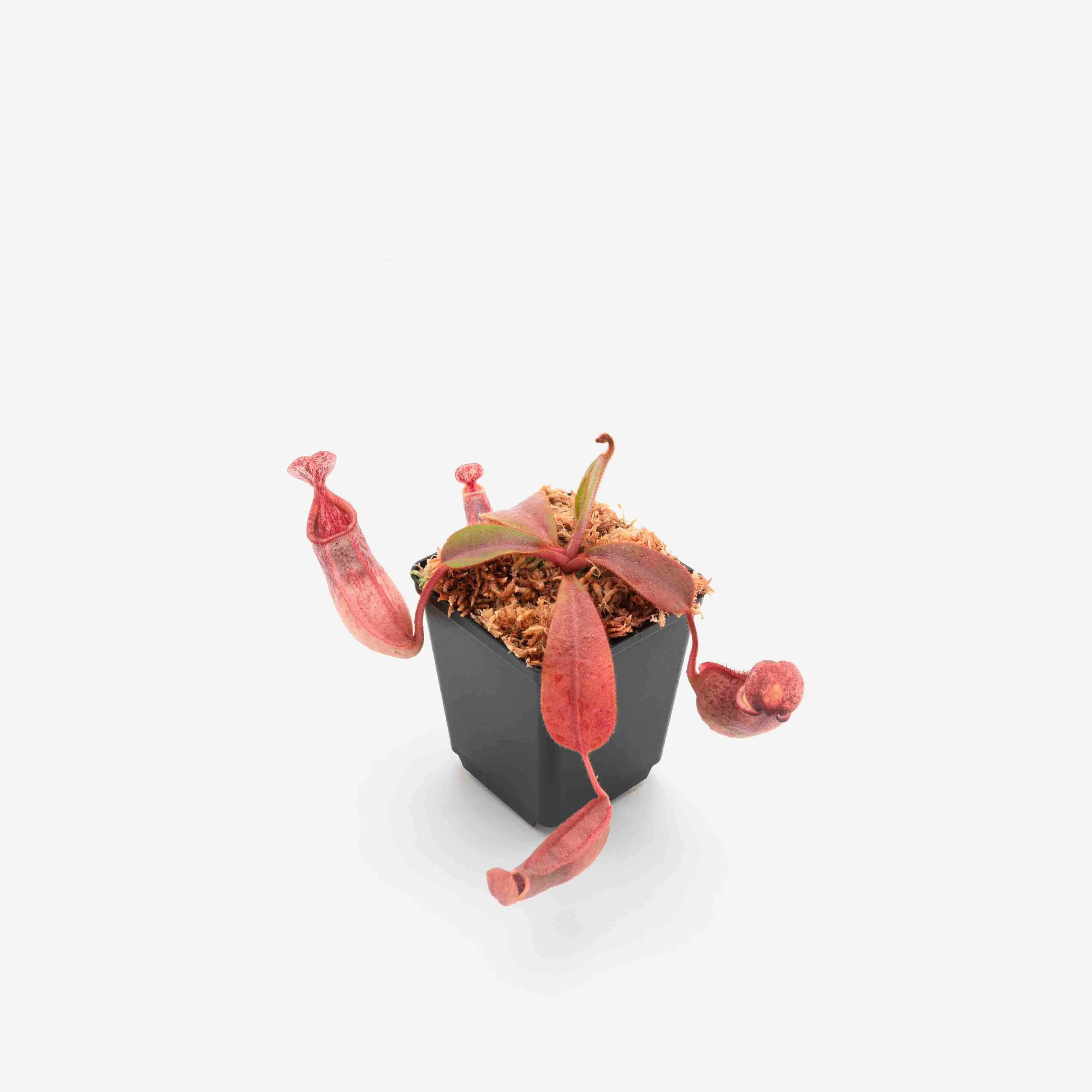 nepenthes-veitchii-rajah_4000x