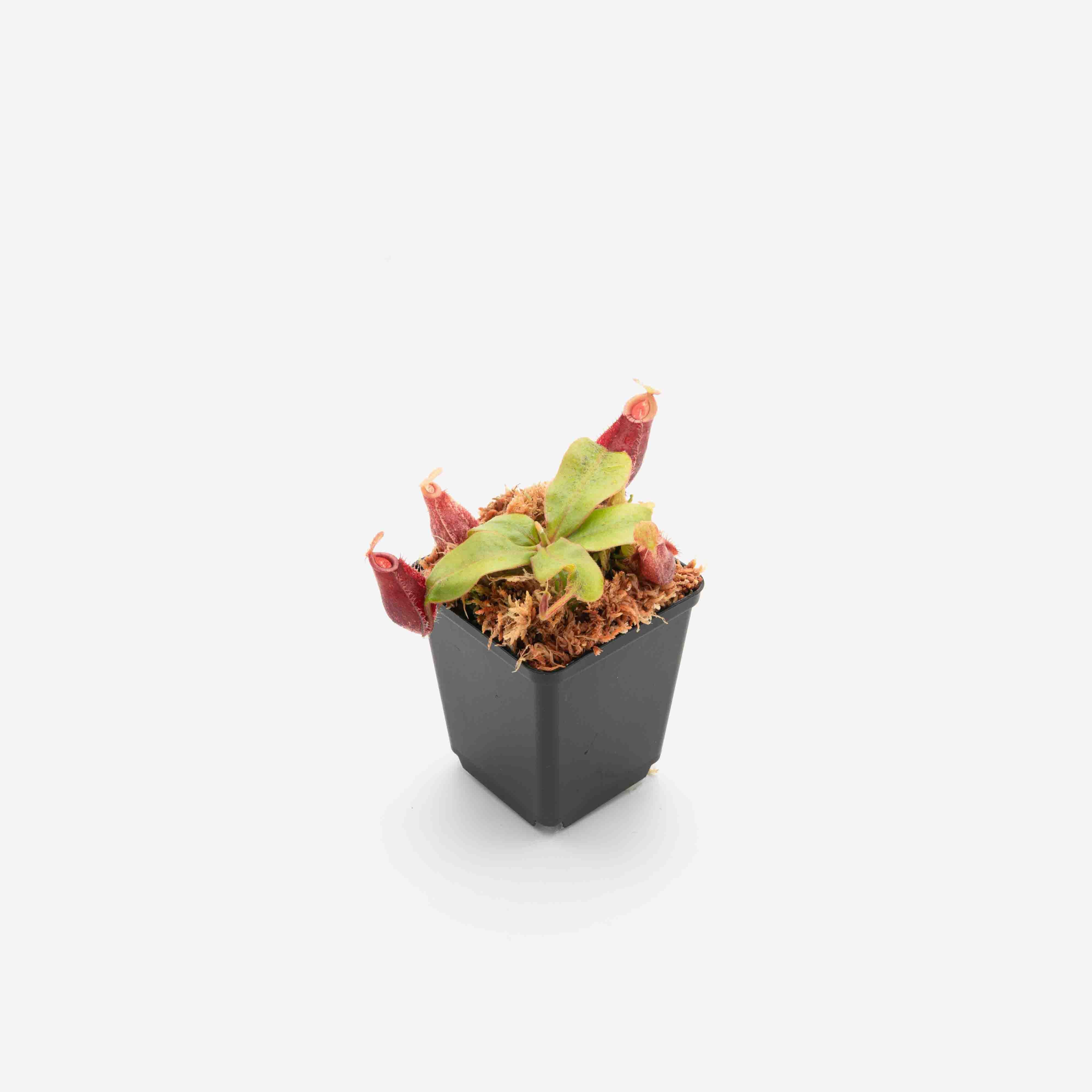 Nepenthes (