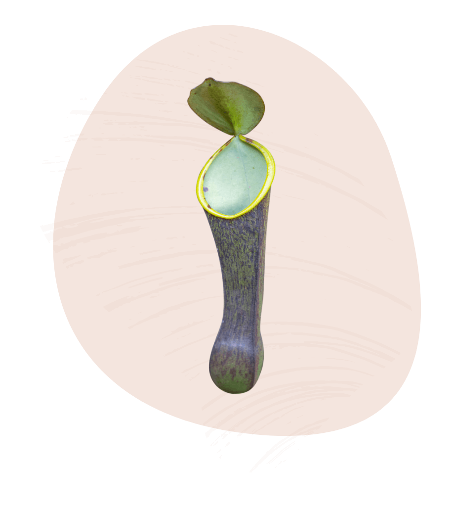 Nepenthes pitcher that shows the trapping mechanism